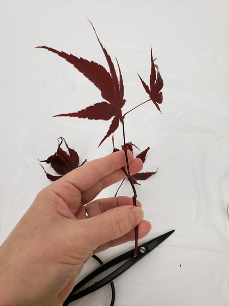 Test your leaf stem to make sure it is pliable