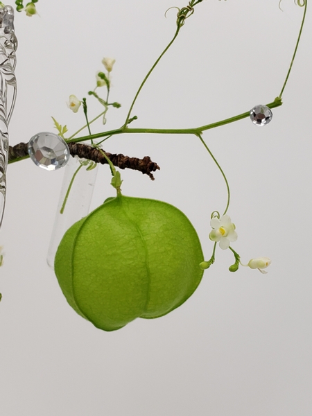 Balloon vine in a flower arrangement