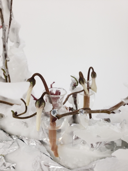 Cyclamen flower buds in a sea horse vase