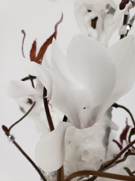 Flame petals from a cyclamen flower