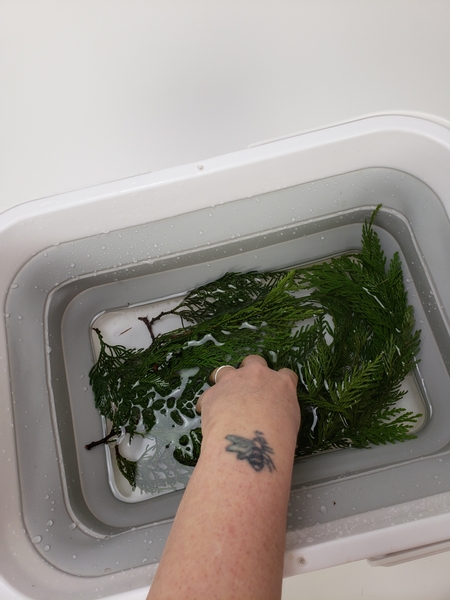 Give your Christmas evergreens a soak in water