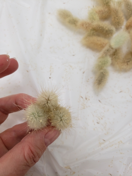 Glue a cluster of three fluffy seed blooms