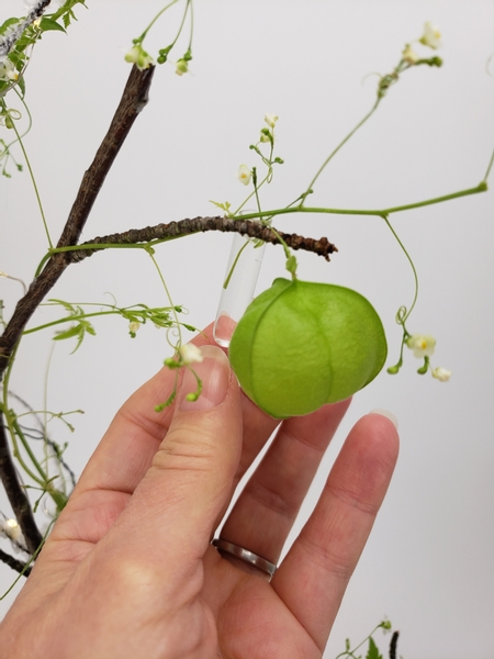 With a special water tube to keep the seed puff hydrated