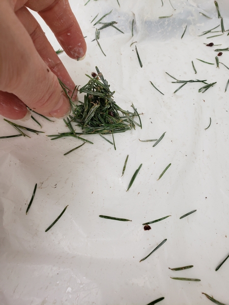 As the glue starts to dry and become more sticky sprinkle more needles on top of the foundation