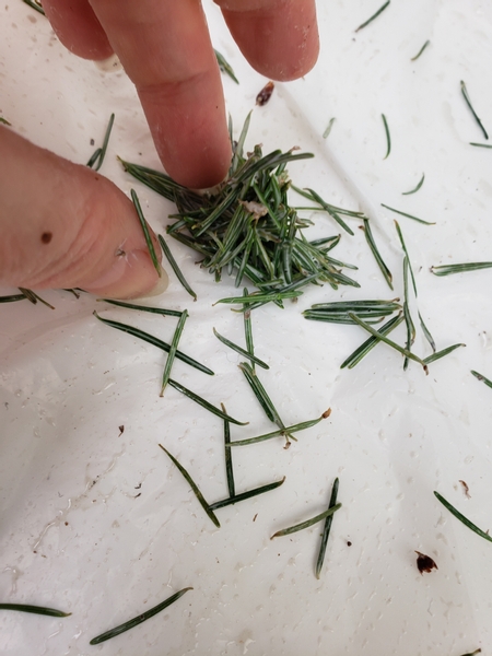 Build up a small puddle of needles dipped in glue