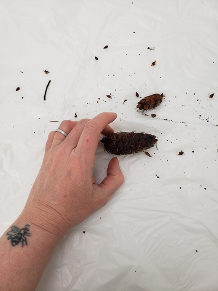 On your forest stroll pick up two seed cones