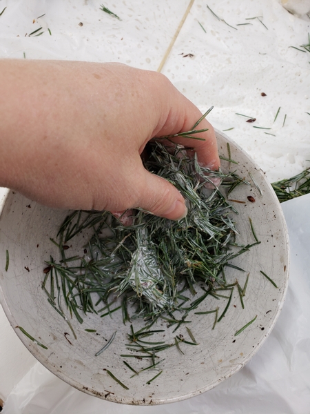 Remove the needles from some Christmas greenery