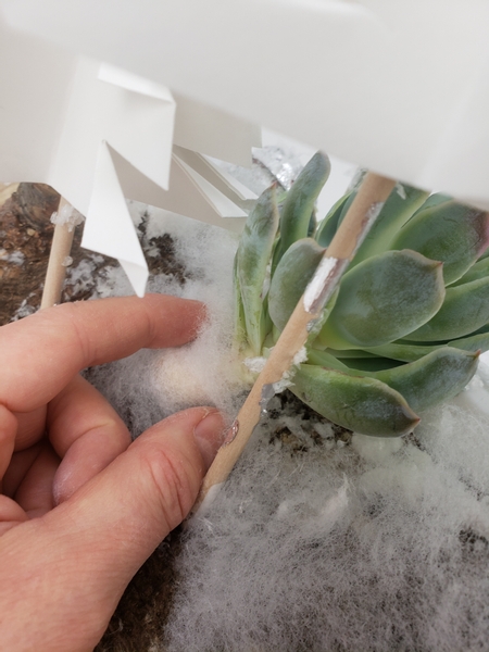 And pull the foam tight over the stem to secure each succulent in place