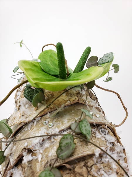 Anthurium flowers displayed in a birch and wine glass bud vase