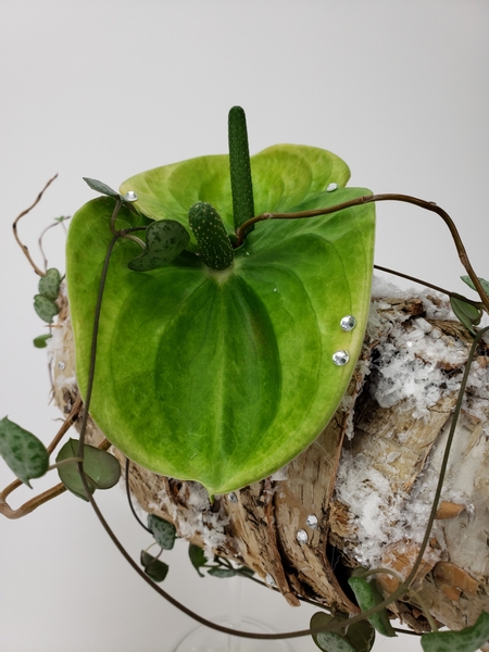 Anthurium flowers on a birch bark spiral