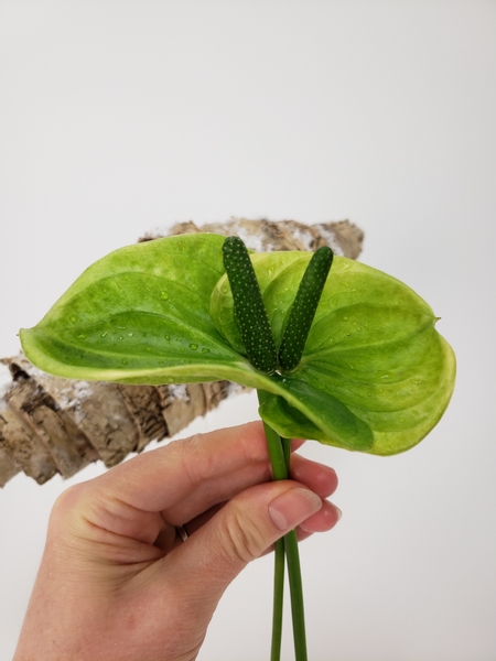 Combine two anthurium flowers to mirror the birch bark spiral ends