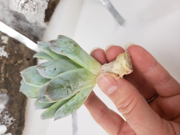 Cut the succulents so that they have a long stem to give them the best chance of rooting again in your design