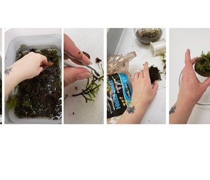 Snow Glitters and Mossy Glimmers