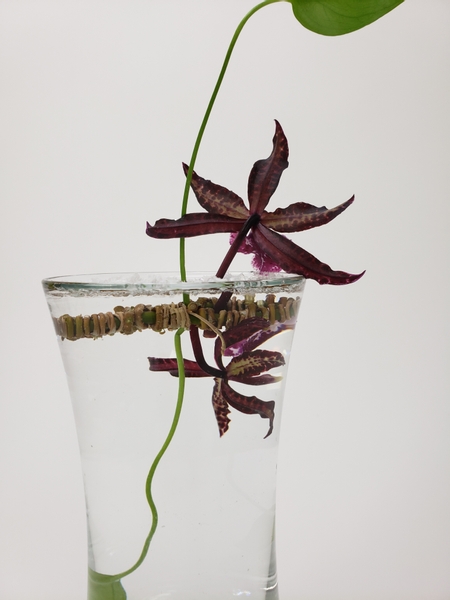 Keeping short stem orchids hydrated in floral displays