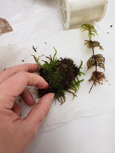 Soak the fern shape in room temperature distilled water