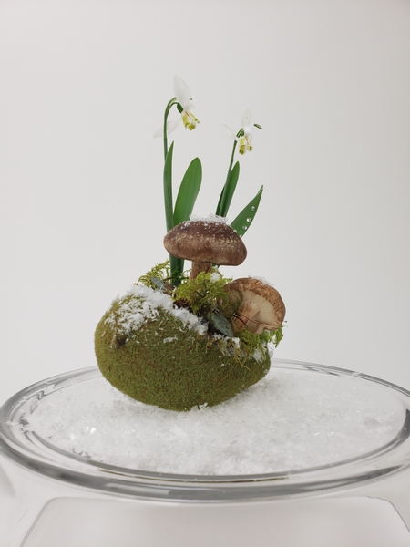 Using a moss pebble to grow moss in