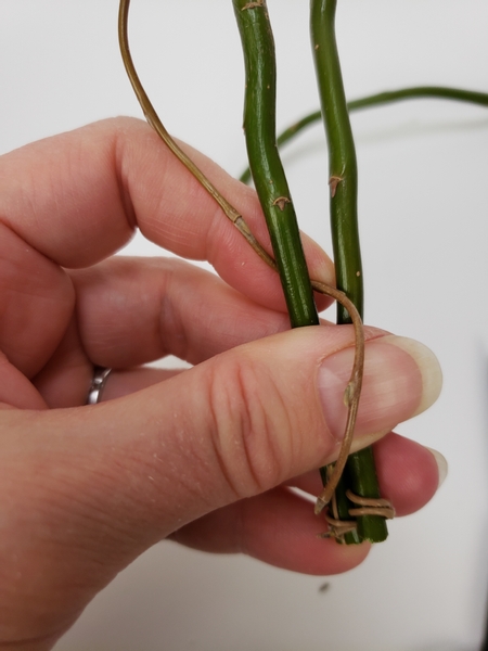 Wrap the thin willow twice around the twig and extend it over to the other willow