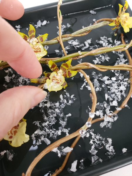 Allowing it to settle on the delicate oncidium petals as if it just snowed.
