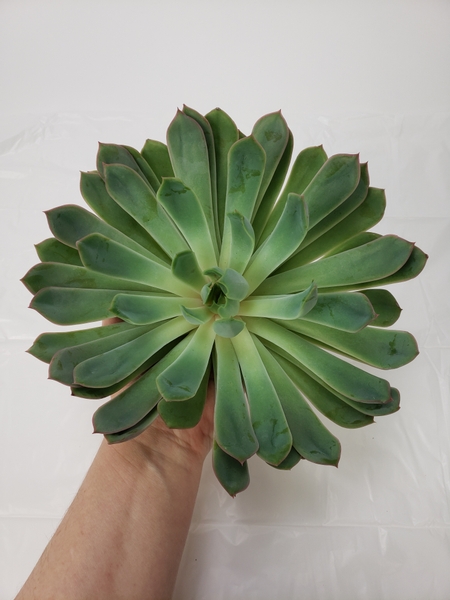 Cut a beautiful Echeveria rosette from its roots just above the soil
