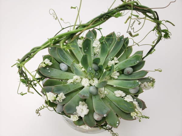 Cut succulent flowers in a long lasting Spring display