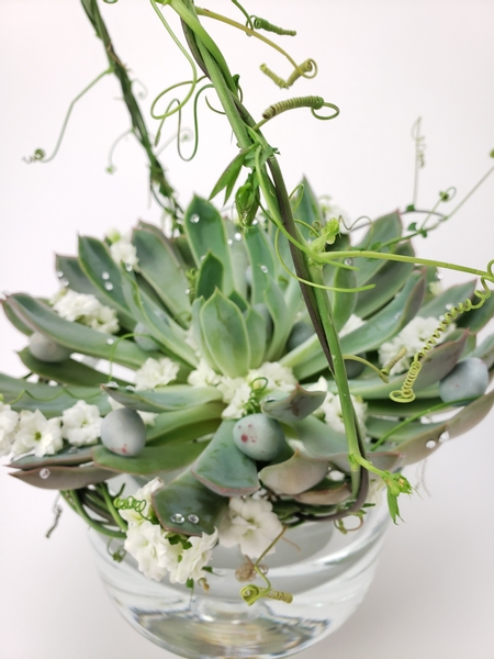 How to add tendrils to a succulent design without it wilting