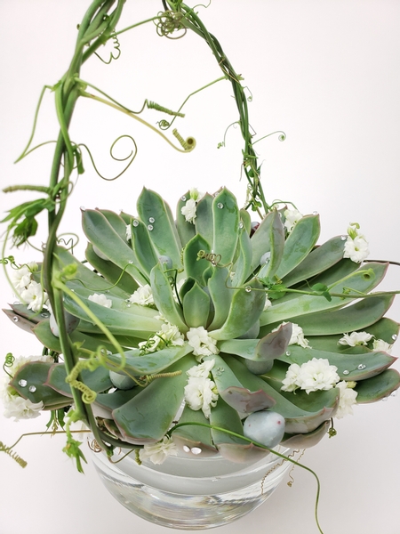 Kalanchoe succulent flowers in a succulent basket