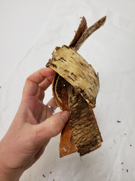 Make a knot in the birch bark