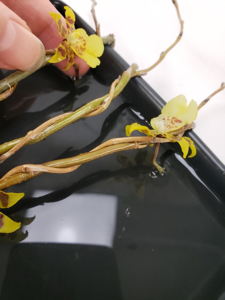 Make sure the stems are not pinched between the willow so that they orchids remain hydrated