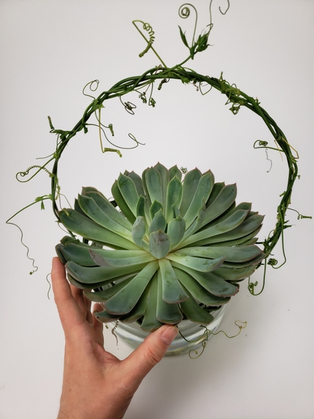 Rest the succulent so that it is supported by the two basket supports right below it