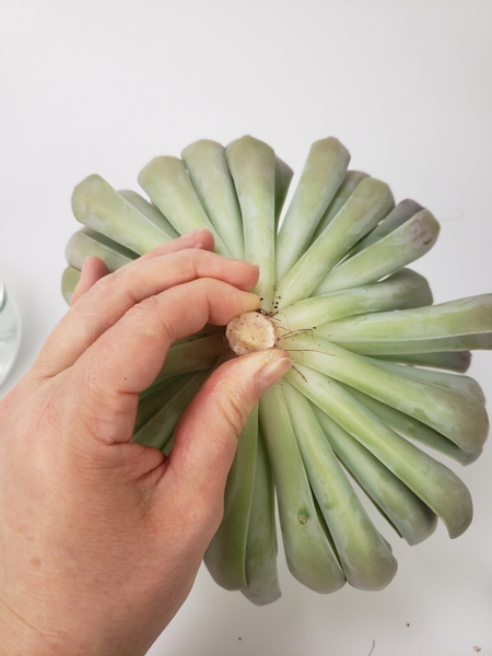 Set the succulent rosette aside so that the cut end can start to dry