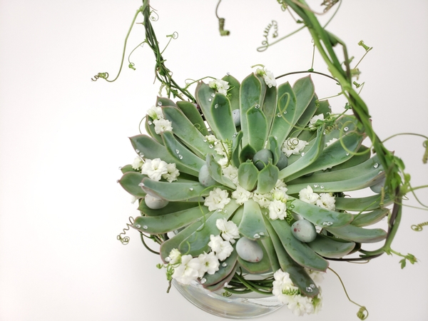 Sustainable floral design ideas using fresh flowers that last an unusually long time