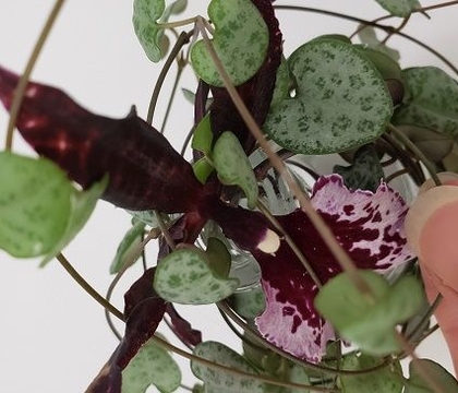 When the Super-duper is taking it Easy-peasy