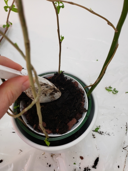 Add a scoop of potting soil on the gravel