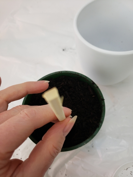 Fill a small pot with potting soil