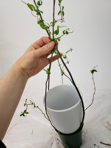 Gather the longest willow stems up over the display pot