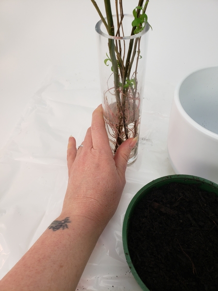 Grow cuttings from a willow tree