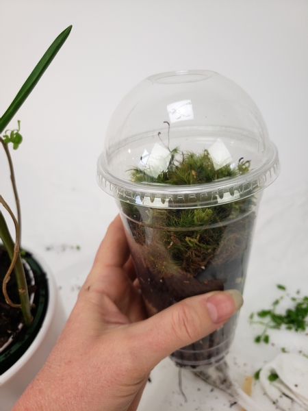 Grow moss for a steady supply to design with