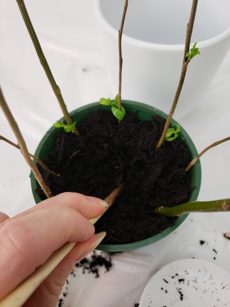 Hollow out the potting soil a bit so that you can add a spacer to keep the twigs open when you weave them