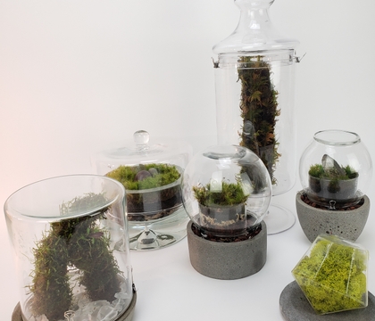 Grow and Cut Moss for your design room