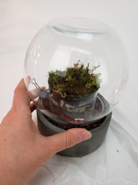 Moss grown in my design room