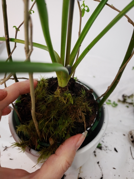 Place the moss on the potting soil