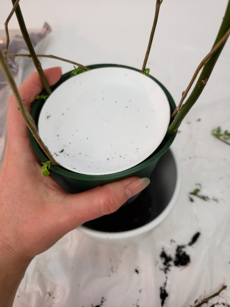 Place the willow on top of the gravel in the wet decorative pot