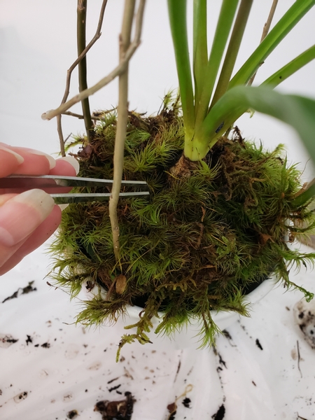 Poke the moss with tweezers to make sure it is firmly into the soil