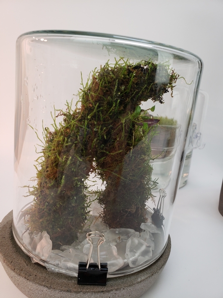 Sheet moss in a terrarium