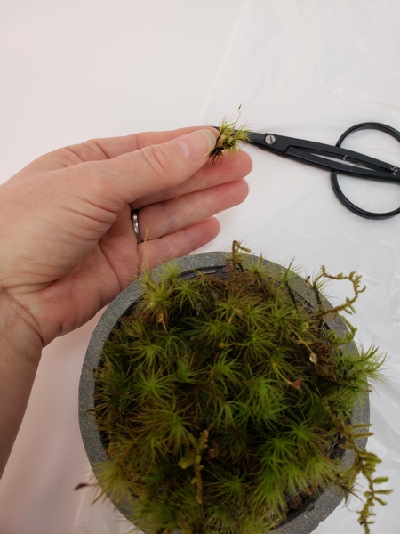 Simply snip the moss and glue it to the design