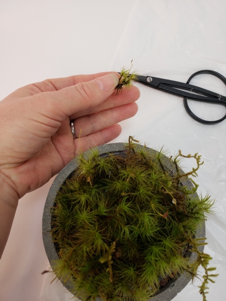 Simply trim the moss to keep it green and healthy