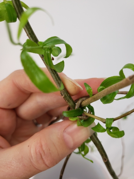 Wrap one of the thinner willow stems around the cuttings to secure them together