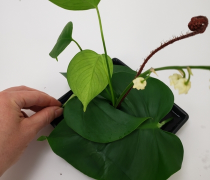 Slot together Monstera Twin Leaves to create a design gap