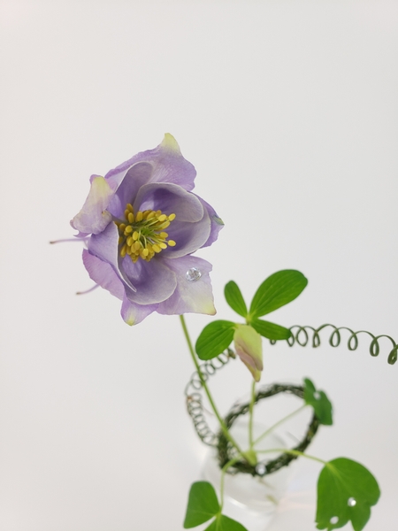 Aquilegia vulgaris spring zero waste floral arrangement