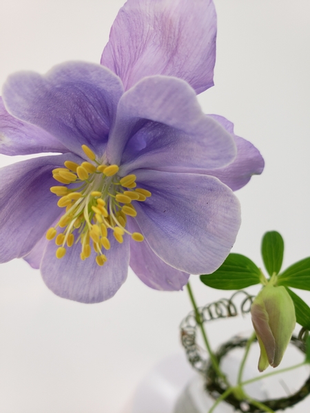 Aquilegia vulgaris sustainable foam free floral arrangement.